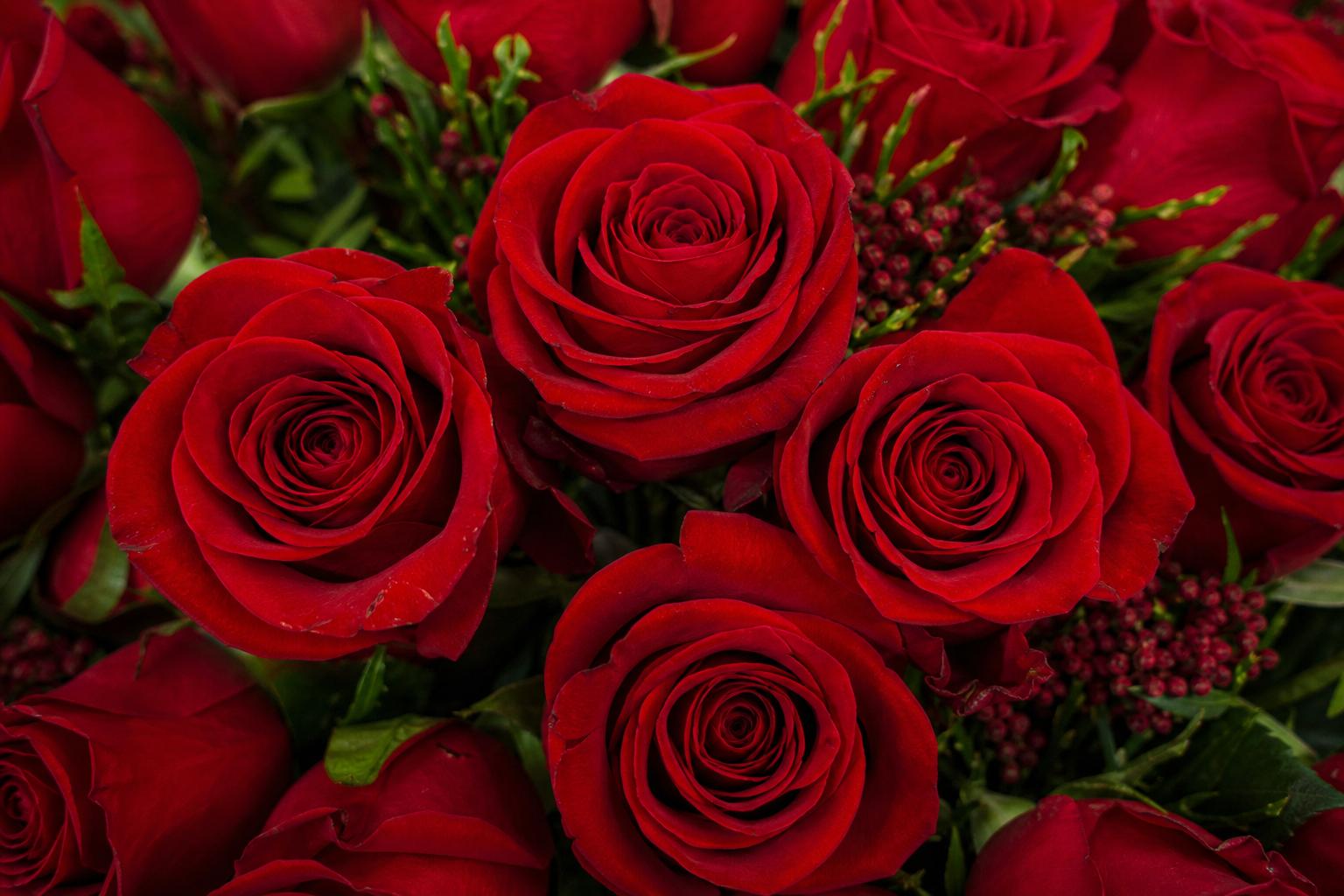 Roses in Canada: The Complete Guide to Choosing, Planting, Pruning, and Enjoying Roses from Coast to Coast